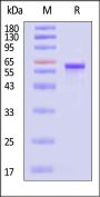 AAV9 VP3, Recombinant Protein