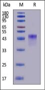 Biotinylated Human VSIG4 Protein, His,Avitag™ (MALS verified)