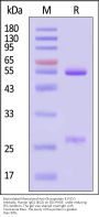 Biotinylated Monoclonal Anti-Glycoprotein E (VZV) Antibody, Human IgG1 (4G2) (MALS verified)