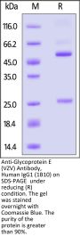Anti-Glycoprotein E (VZV) Antibody, Human IgG1 (1B10) (MALS verified)