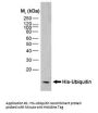 HISTIDINE TAG Antibody (OASA00861)