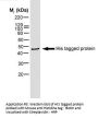 HISTIDINE TAG Antibody (OASA00861)