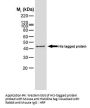 HISTIDINE TAG Antibody (OASA00861)