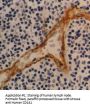 THBD Antibody (OASA01246)