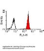 BSG Antibody - PE Conjugated