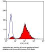 ITGA2B Antibody (OASA01984)