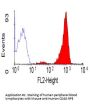 CD48 Antibody - PE Conjugated (OASA02123)