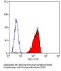CD48 Antibody - PE Conjugated (OASA02123)