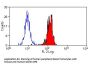CLEC7A Antibody (OASA02723)
