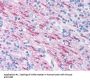 MBP Antibody (OASA03104)