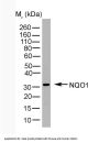 NQO1 Antibody
