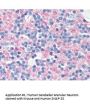 SNAP25 Antibody (OASA03290)