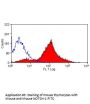 Notch1 Antibody (OASA03554)