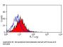 Cd63 Antibody