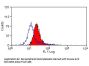 Cd63 Antibody