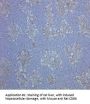Cd68 Antibody - PE Conjugated (OASA04077)