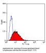 Bsg Antibody