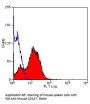 Bsg Antibody
