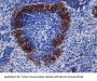 Siglec1 Antibody - FITC Conjugated (OASA04960)