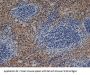 Emr1 Antibody - APC Conjugated (OASA05545)