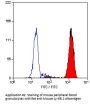 Ly6b Antibody - FITC Conjugated (OASA05672)