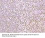 CXCR4 antibody - N-terminal region (OASA06080)