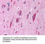 PIK3CA Antibody (OASA06393)