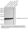 Histone H3K27me3 Antibody