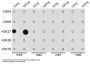 Histone H3K27me3 Antibody