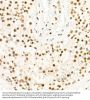 Histone H3K27me3 Antibody
