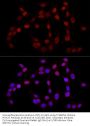 Histone H3K27me3 Antibody