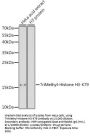 Histone H3K79me3 Antibody