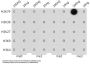 Histone H3K79me3 Antibody