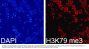 Histone H3K79me3 Antibody