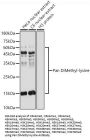 Histone H3(mono+di+methyl K79) Antibody