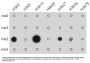 Histone H3(mono+di+methyl K79) Antibody