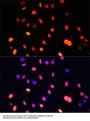 Histone H3(mono+di+methyl K79) Antibody