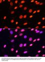Histone H3(mono+di+methyl K79) Antibody