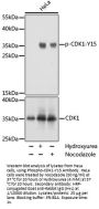 Cyclin Dependent Kinase 1 Phospho-Tyr15 (CDK1 pY15) Antibody