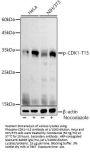 Cyclin Dependent Kinase 1 Phospho-Tyr15 (CDK1 pY15) Antibody