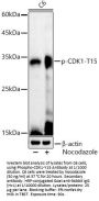 Cyclin Dependent Kinase 1 Phospho-Tyr15 (CDK1 pY15) Antibody