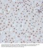 Cyclin Dependent Kinase 1 Phospho-Tyr15 (CDK1 pY15) Antibody