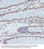 Cyclin Dependent Kinase 1 Phospho-Tyr15 (CDK1 pY15) Antibody