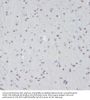 Cyclin Dependent Kinase 1 Phospho-Tyr15 (CDK1 pY15) Antibody