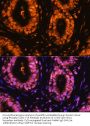 Cyclin Dependent Kinase 1 Phospho-Tyr15 (CDK1 pY15) Antibody