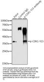 Cyclin Dependent Kinase 1 Phospho-Tyr15 (CDK1 pY15) Antibody