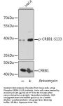 CREB (pS133) Antibody
