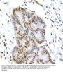 CREB (pS133) Antibody