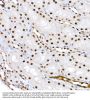 CREB (pS133) Antibody