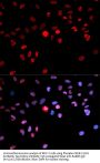 CREB (pS133) Antibody